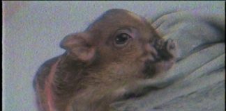 Nº 1 Top Despí – Semana 52-2018